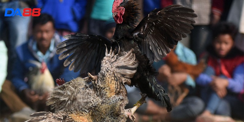 Kinh nghiệm đá gà 1 - Hiểu rõ về luật chơi, các hình thức đá gà