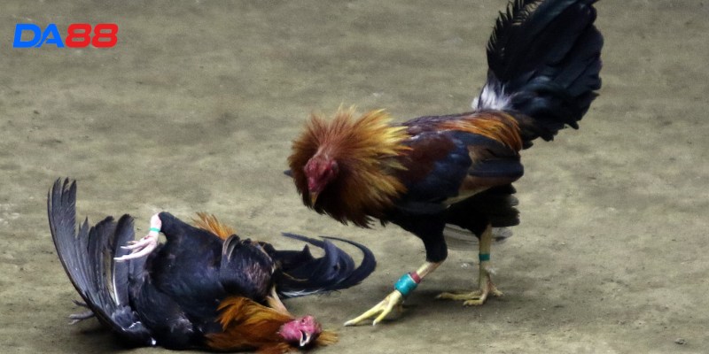 Kinh nghiệm đá gà 3: Nhận biết chiến kê xuất sắc qua ngoại hình