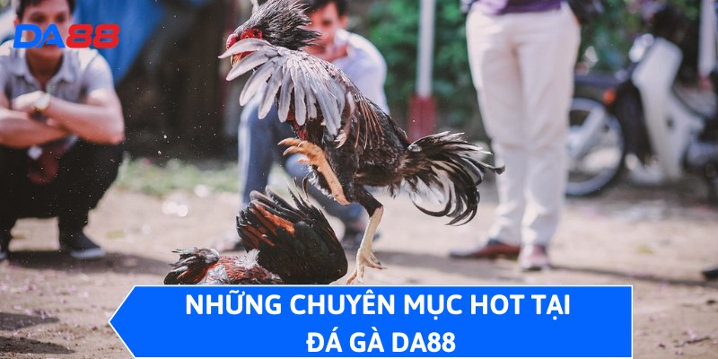 Những chuyên mục hot tại đá gà DA88